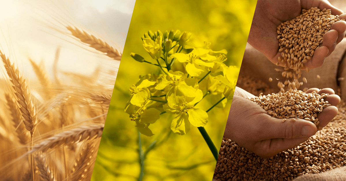 Proteção para plantios de inverno: conheça as coberturas AgroBrasil/ESSOR para as culturas de trigo, canola e cevada